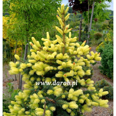 Picea pungens 'Colonial Gold'