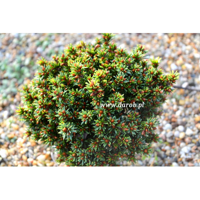 Picea abies 'Hlavacov'
