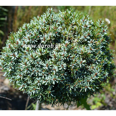 Picea omorika 'Barbara'