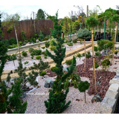 Chamaecyparis lawsoniana...