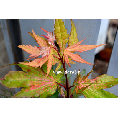 Acer palmatum 'Nebula'