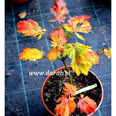 Acer japonicum 'King’s Copse'