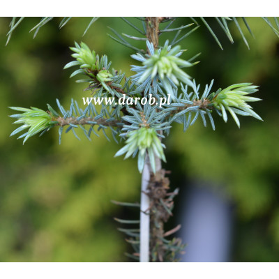 Picea omorika 'Amiko'