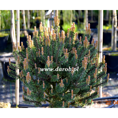 Pinus mugo 'Minima Vanc'