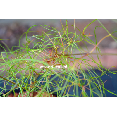 Acer palmatum 'Fairy Hair'