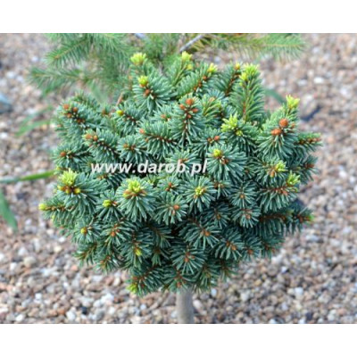 Picea glauca 'Corunna'