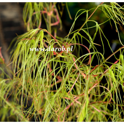 Acer palmatum 'Koto No Ito'