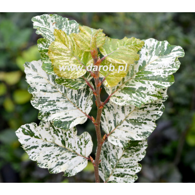 Fagus sylvatica 'Ester'