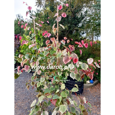 Cercis canadensis 'Carolina...