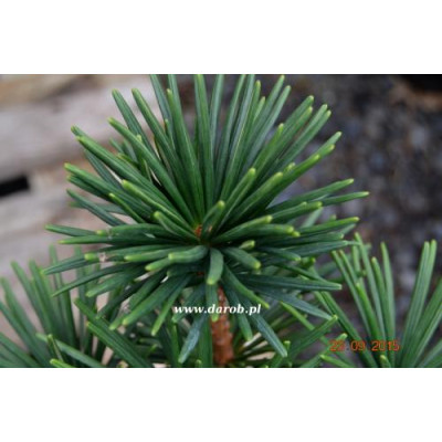 Sciadopitys verticillata...