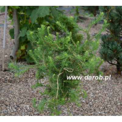 Larix decidua 'Komarek'