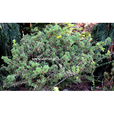 Larix sibirica 'Alosha'