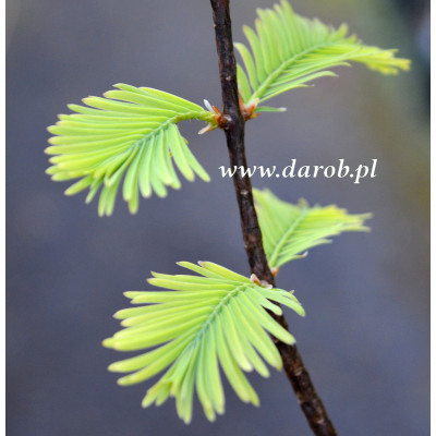 Metasequoia...