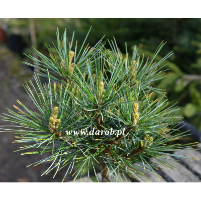 Pinus koraiensis 'Changbai'