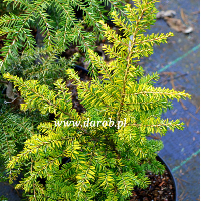 Tsuga canadensis 'Everitt...