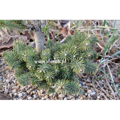 Picea breweriana 'Wilbert...