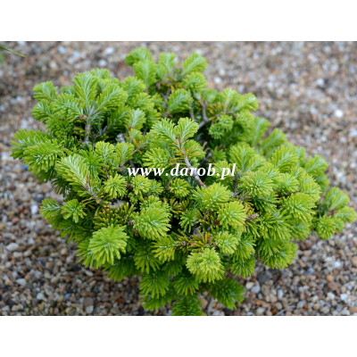 Abies veitchii 'Kramer'