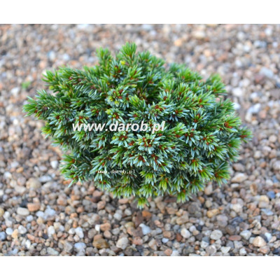 Picea omorika 'Galactica'