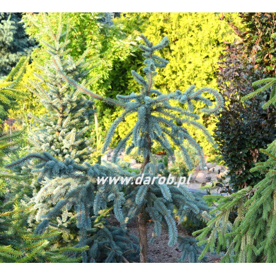 Picea pungens 'Gondro'
