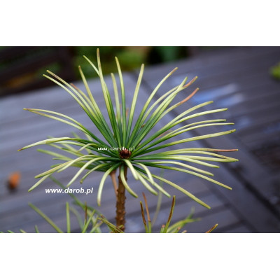 Sciadopitys verticillata...