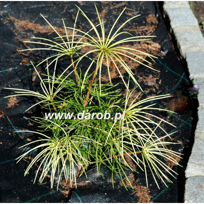 Sciadopitys verticillata...