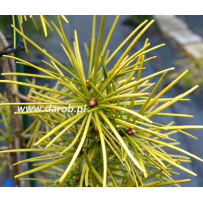 Sciadopitys verticillata...