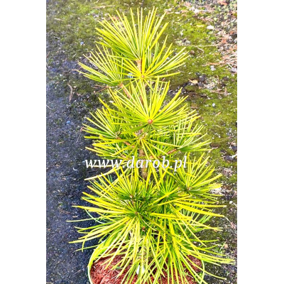 Sciadopitys verticillata...