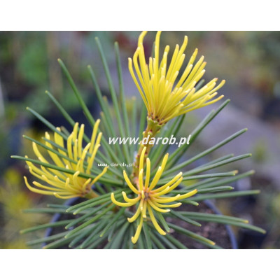 Sciadopitys verticillata...