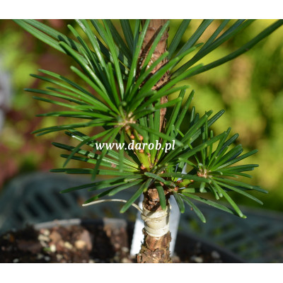 Sciadopitys verticillata...