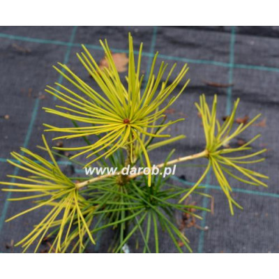 Sciadopitys verticillata...