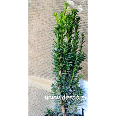 Taxus baccata 'Black Tower'