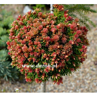 Picea abies 'Spring Fire'