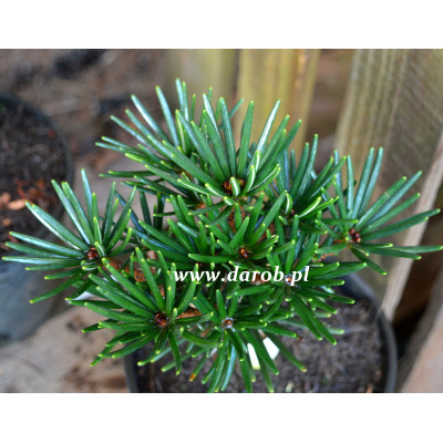 Sciadopitys verticillata...