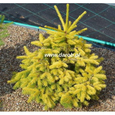 Picea abies 'Lemonade'