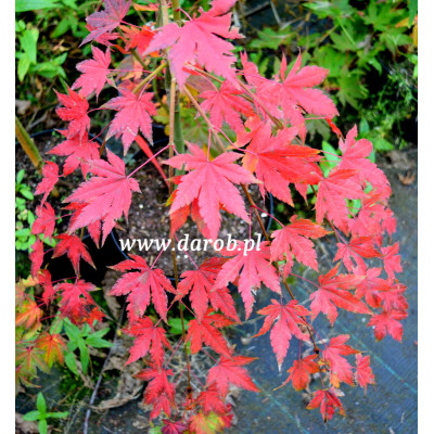 Acer palmatum 'Dragon Master'