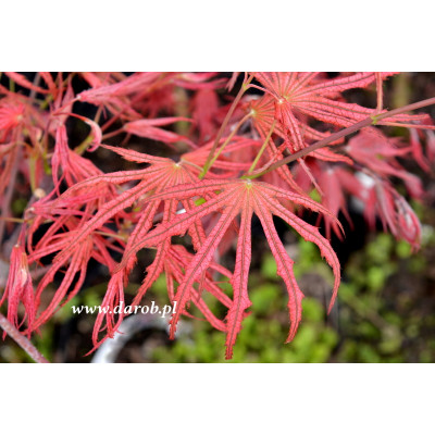 Acer palmatum 'Mikazuki'