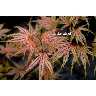Acer palmatum 'Olsen's...