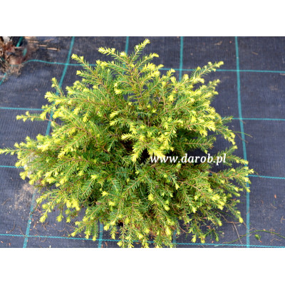 Tsuga canadensis 'Darob's...