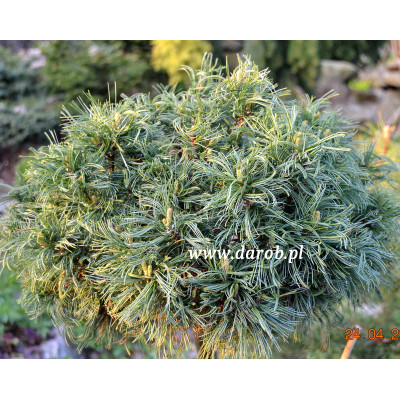 Pinus strobus 'Green Twist'