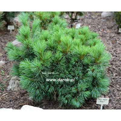 Pinus peuce 'Mini'