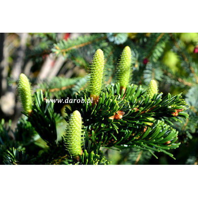 Abies nordmanniana 'Jensen'