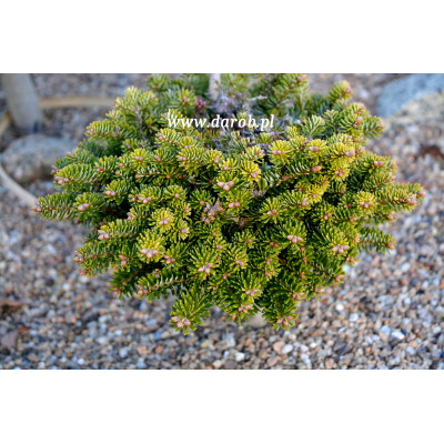Abies alba 'Rokyta'