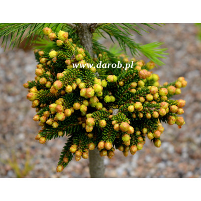Picea orientalis 'Alfík'