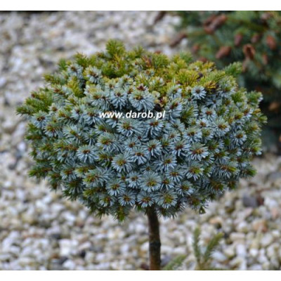 Picea jezoensis' Hroch'