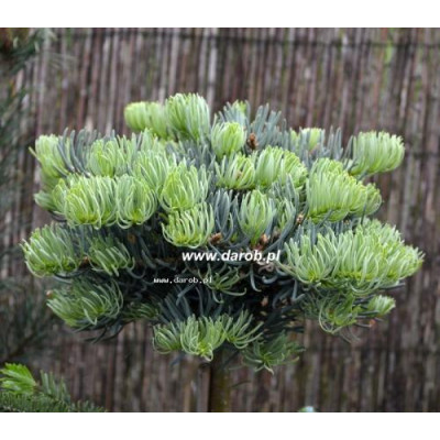 Abies concolor 'St.John's '