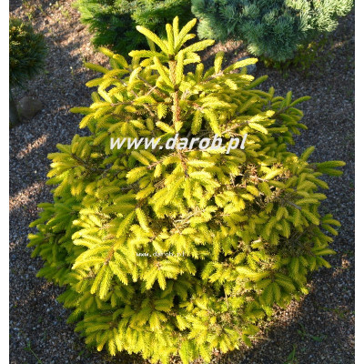 Picea orientalis 'Firefly'