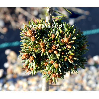 Picea abies 'Zigmund D'