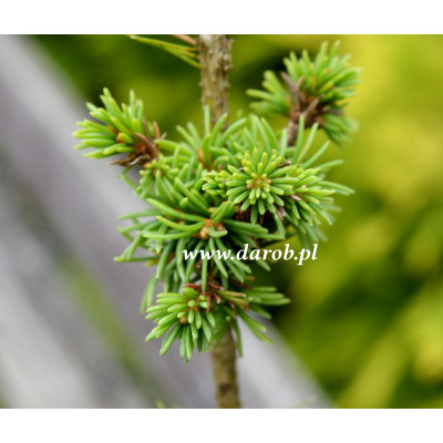 Picea abies 'Honitoba'
