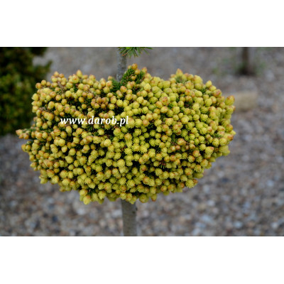 Picea orientalis 'Peve Tiny...