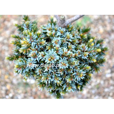 Picea omorika 'Simankova...